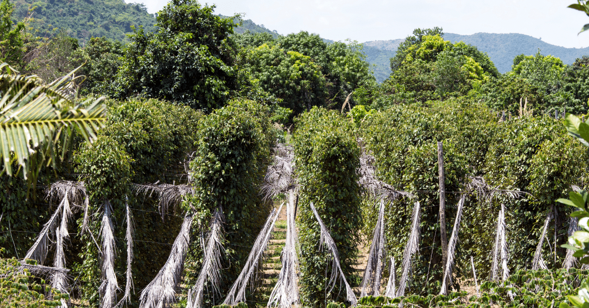 Kampot Province is a hidden gem in Cambodia that offers a unique blend of natural beauty, rich history, and cultural attractions. Located in