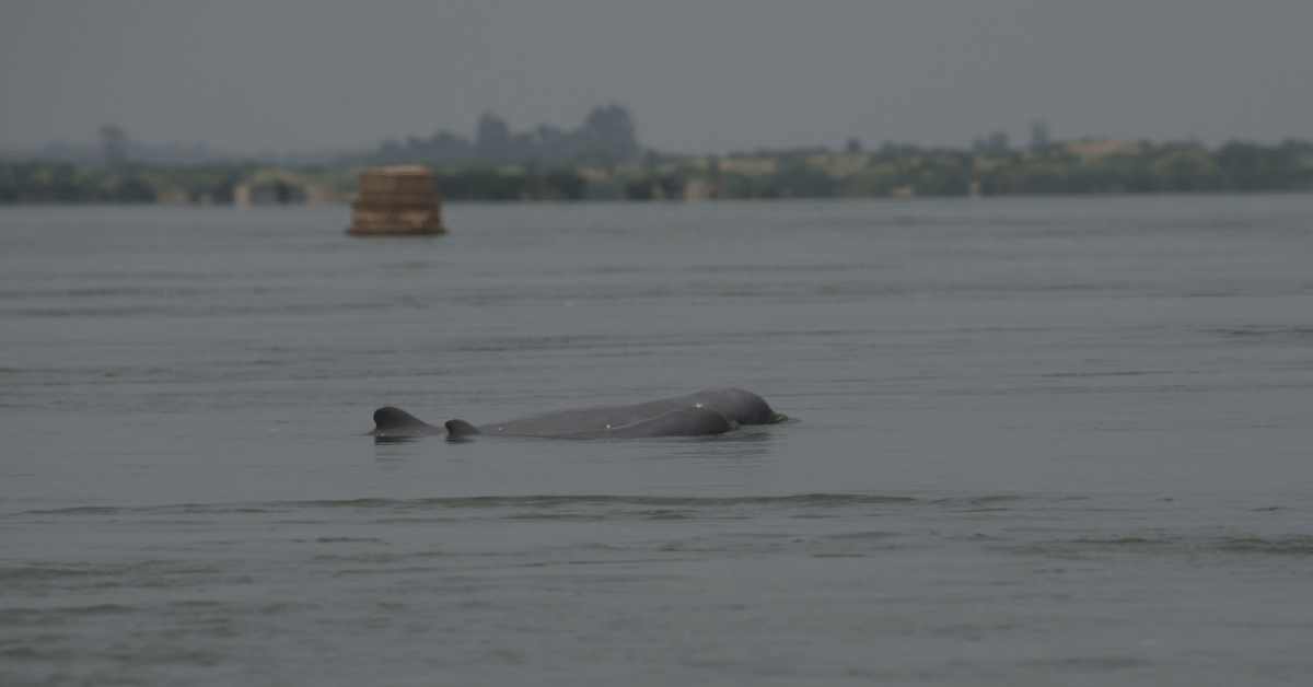 Kratie Province is a hidden paradise waiting to be discovered. From the majestic Mekong River to the enchanting Irrawaddy dolphins,