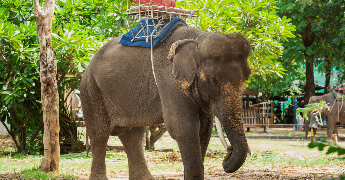 Welcome to Mondulkiri, a province in the northeastern part of Cambodia that is known for its stunning natural beauty and rich cultural