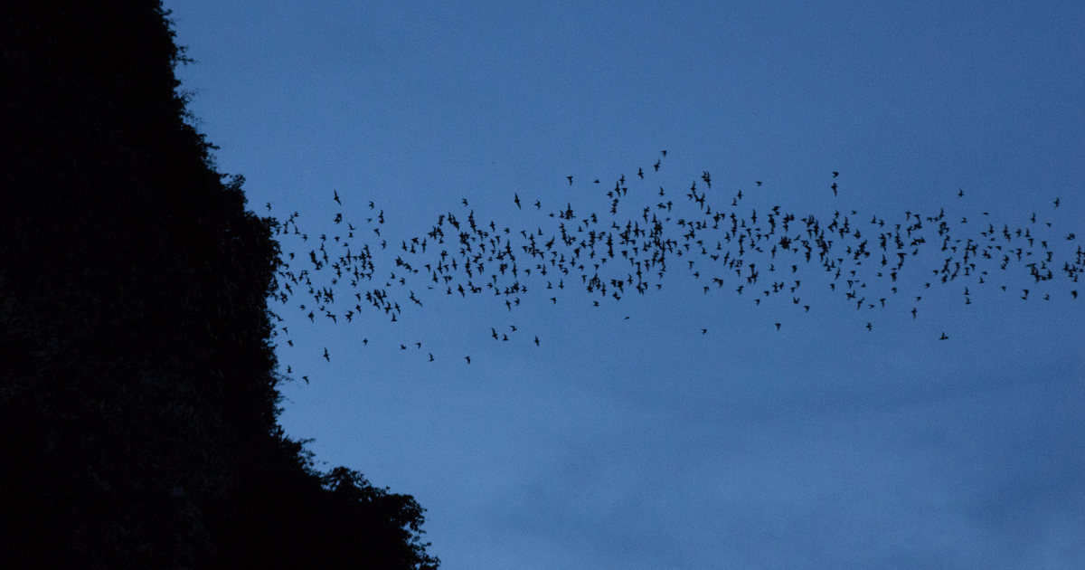 the Bat Cave Phnom Sampov is a must-visit destination for nature enthusiasts and adventure seekers. This unique attraction offers a fascinating experience that combines natural beauty with historical significance.