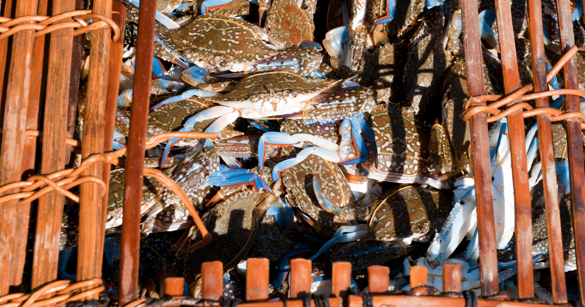 the Crab Market is a must-visit destination for seafood lovers and travelers seeking a unique experience. This bustling market is famous for its fresh seafood, particularly its delicious crabs.