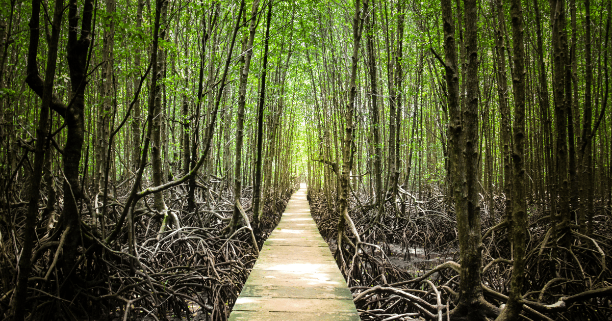 the Peam Krasop Wildlife Sanctuary is a hidden gem that offers a unique and immersive experience for nature enthusiasts. This protected area covers an extensive mangrove forest, providing a haven for diverse wildlife species.