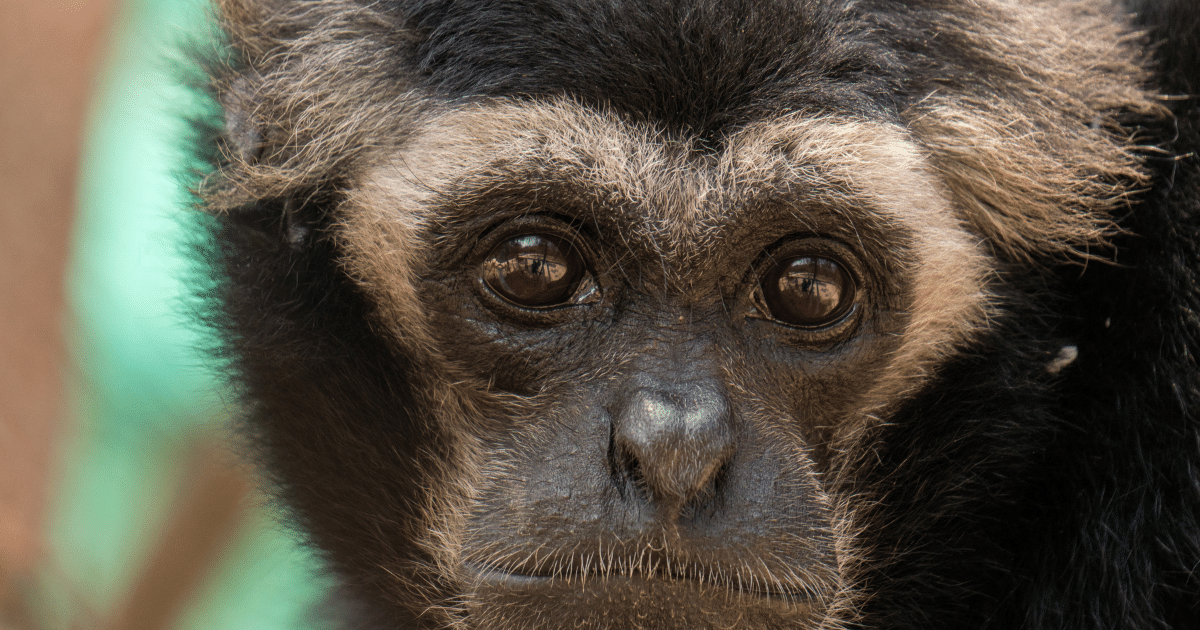 Spanning over 6,000 acres of lush greenery, the Phnom Tamao Wildlife Rescue Centre offers visitors the opportunity to witness these incredible creatures up close while learning about conservation efforts and the importance of protecting endangered species.